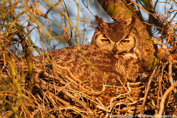 Great Horned Owl on a nest, McDowell Mountain Regional Park, near Phoenix, Arizona.