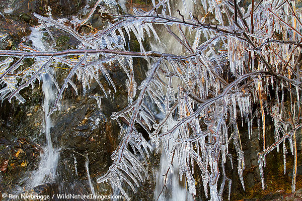 Icicles formed overnight on an alder, Chugach National Forest, Alaska.