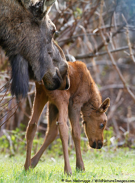 Mom keeping a close eye on a very young moose.  Seward, Alaska.