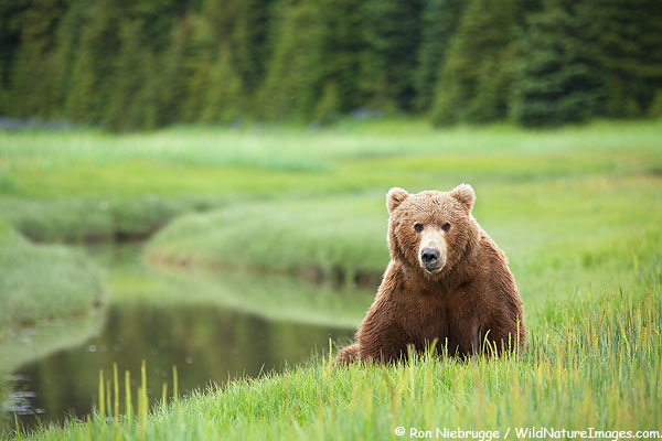 Brown bear bore (male), Lake Clark National Park, Alaska.
