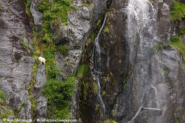 Mountain Goat in Cataract Cove, Harris Bay, Kenai Fjords National Park, Alaska.