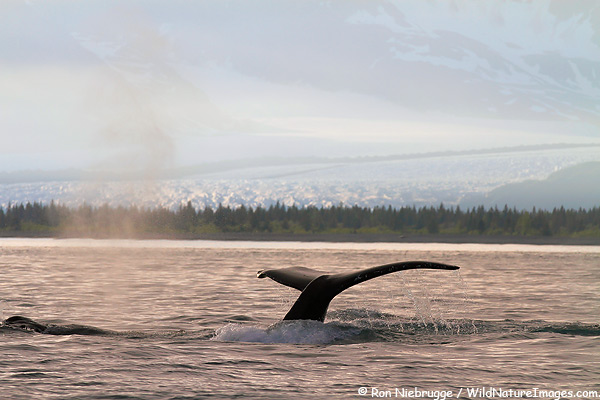 A humpback whale dives in front of Bear Glacier, Kenai Fjords National Park, Alaska.