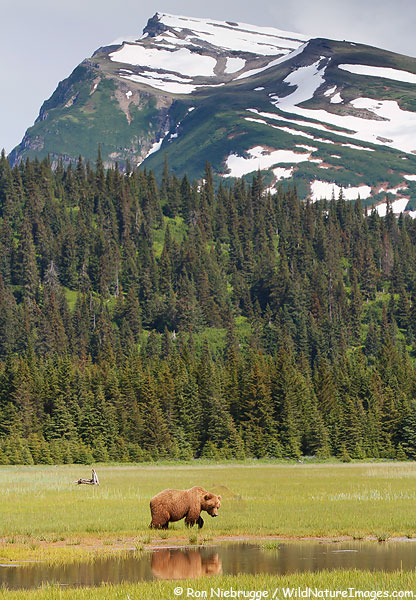 Brown Bear sow, Lake Clark National Park, Alaska.