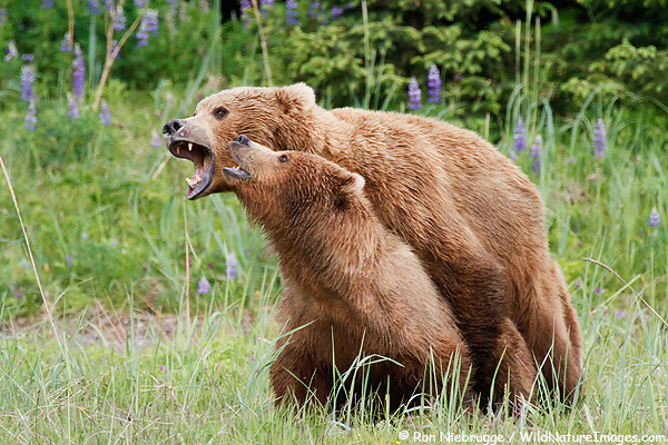 Brown bears mating, Lake Clark National Park, Alaska.