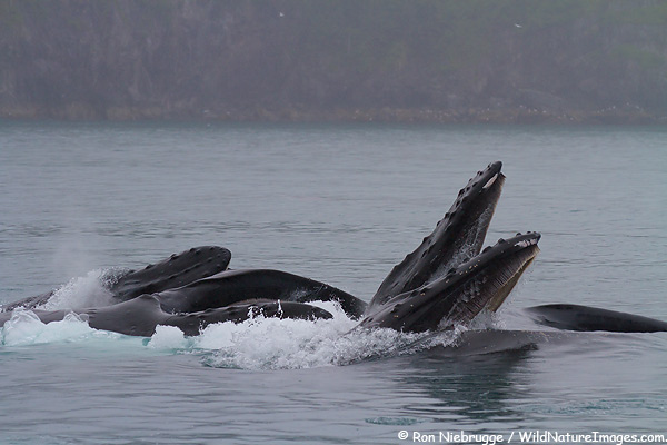 Humpback whales bubble net feeding, Kenai Fjords National Park, Alaska.
