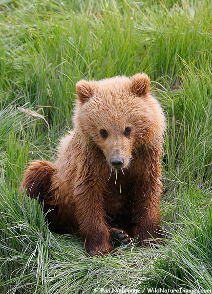 Brown bear cub, Lake Clark National Park, Alaska.