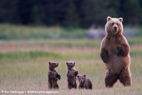 Triplets, Lake Clark National Park, Alaska.