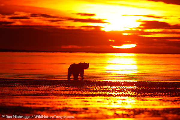A Brown Bear appears to be looking at the rising sun as it searches for clams, Lake Clark National Park, Alaska.