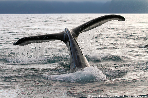 Humpback whale, Kenai Fjords National Park, Alaska.