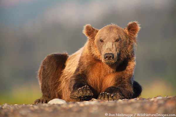 Brown bear, Lake Clark National Park, Alaska.