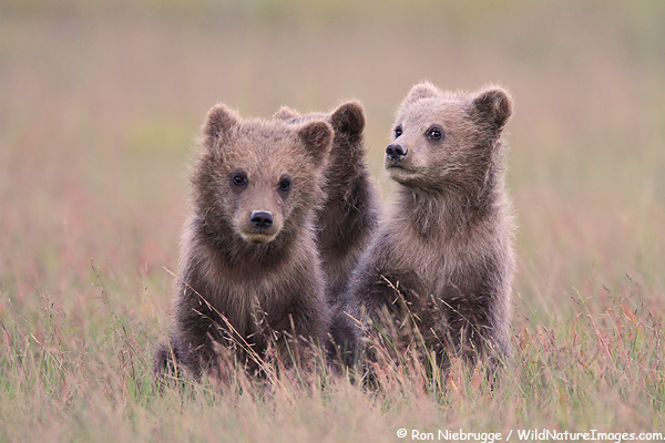 Three brown bears cubs, Lake Clark National Park, Alaska.