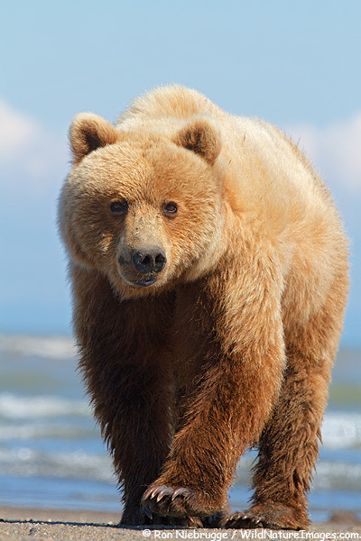 A Brown Bear, Lake Clark National Park, Alaska.