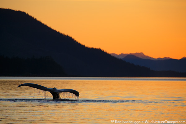 Humpback whale, Fredrick Sound, Alaska.