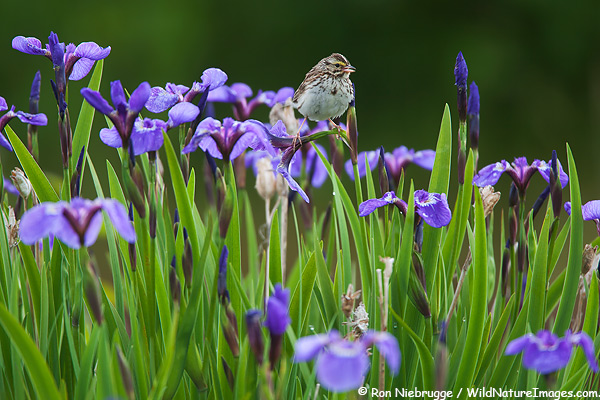 Savannah Sparrow on wild iris, Chugach National Forest, Alaska.