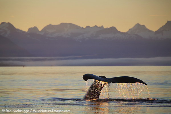 Humpback Whale, Fredrick Sound, Southeast Alaska.