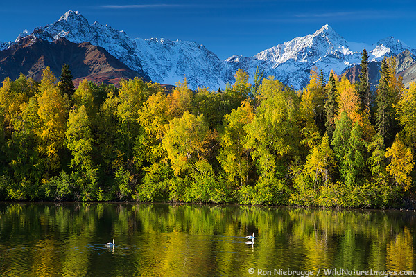Swans, Alaska.