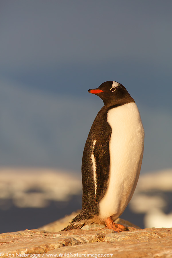 Gentoo Penguin, (Pygoscelis papua) colony, Booth Island, Antarctica.