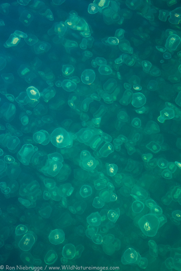 Smack of jellyfish, Prince William Sound, Alaska.