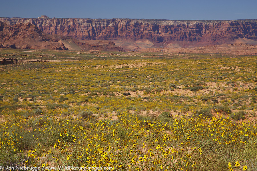 Desert sunflowers near Page, Arizona.