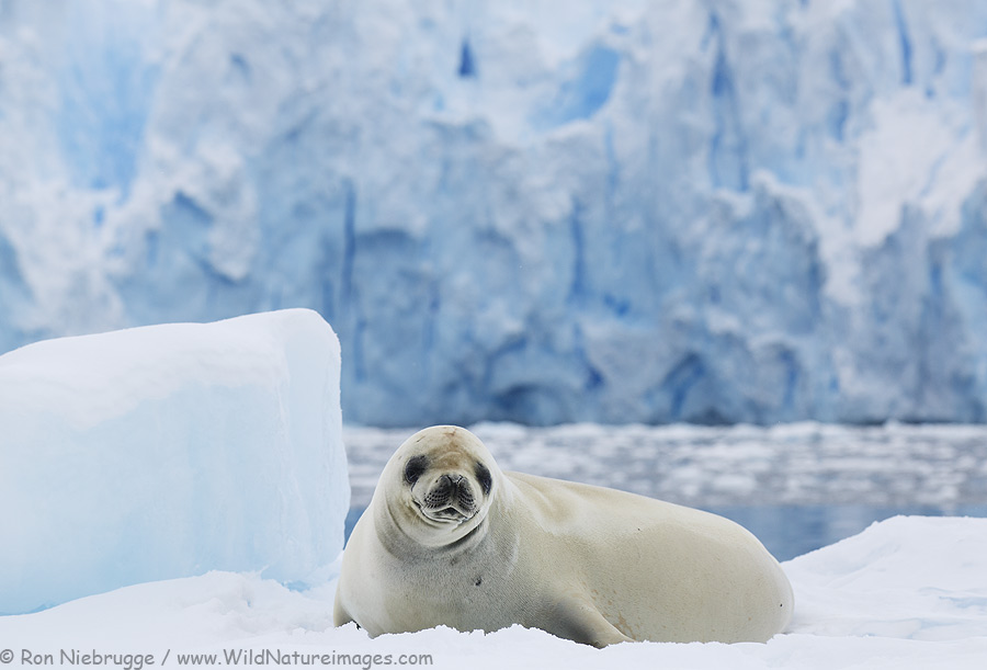 Crabeater Seal, Antarctica.