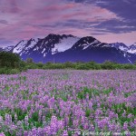 Lupine, Chugach National Forest, Alaska.