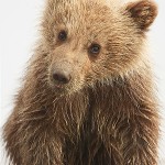 Brown bear cub, Lake Clark National Park, Alaska.