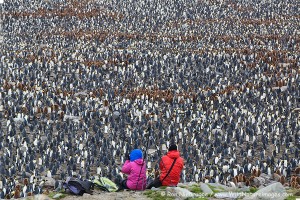 Huge king penguin colony at St. Andrews, South Georgia.