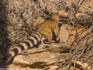 Rain-tailed cat, Tortolita Mountains, Arizona.