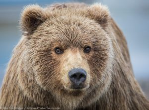 Brown bear, Lake Clark National Park Alaska.