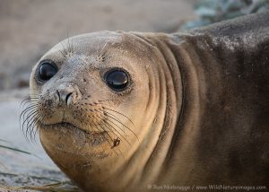Southern elephant seal in morning light, Sea Lion Island, Falkland Islands.