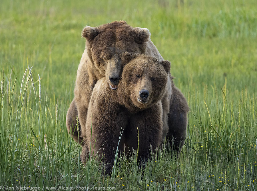 Brown bears mating, Lake Clark National Park, Alaska.  