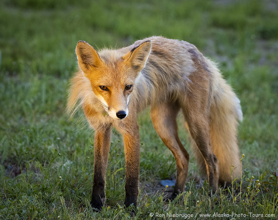 Red fox photo.