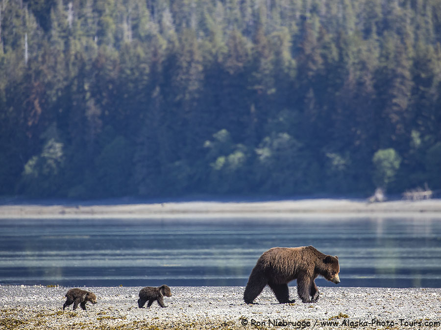 Sow and spring cubs, Pack Creek, Tongass National Forest, Alaska.  