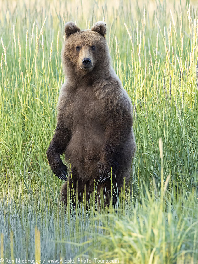 Brown bear last week in Lake Clark National Park, Alaska.