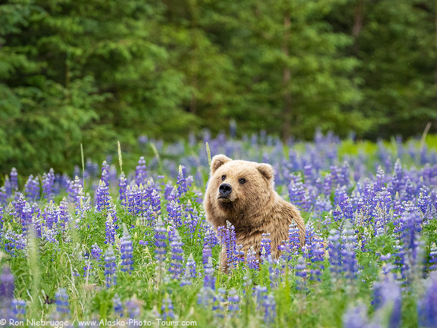 A brown bear in a field of lupine, Lake Clark National Park, Alaska.