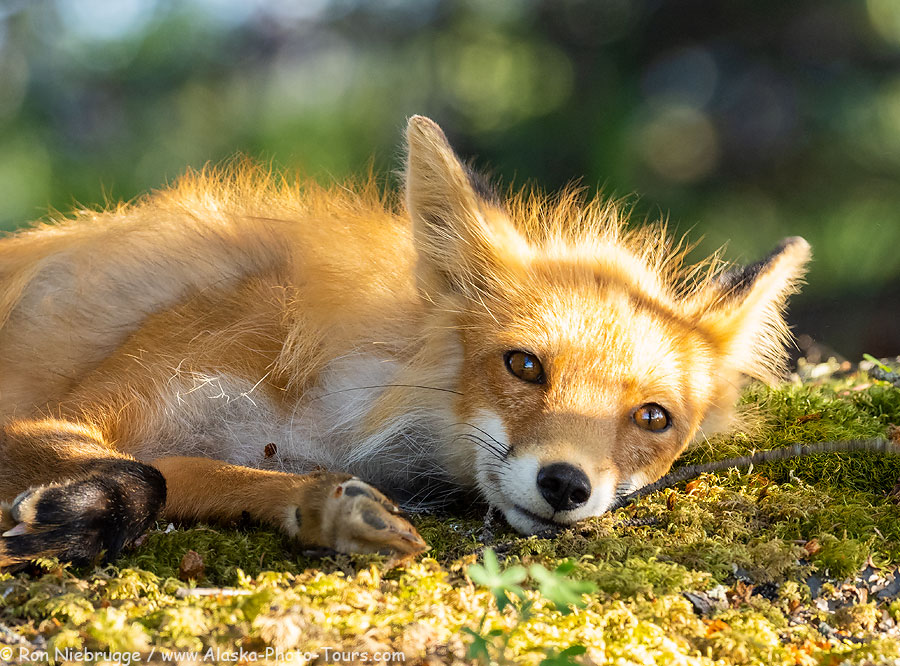 Red fox, Lake Clark National Park Alaska. 
