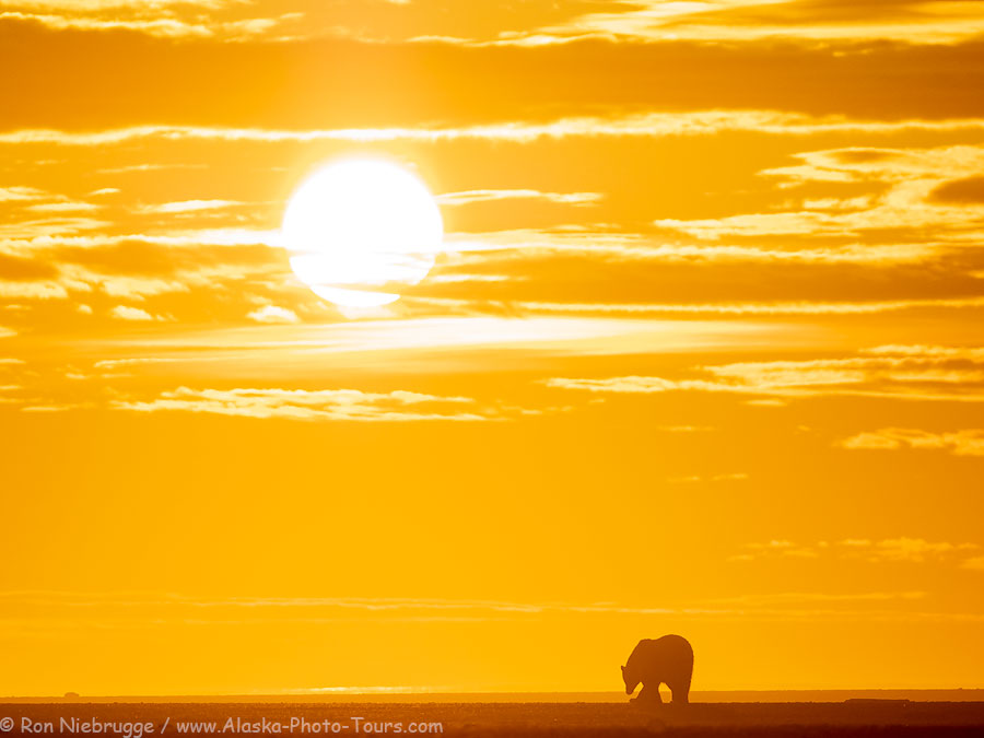 Polar bear at sunset, Alaska Arctic.