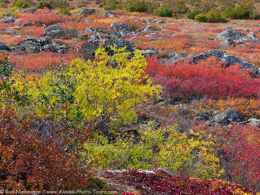 Autumn colors, Brooks Range, Alaska. 