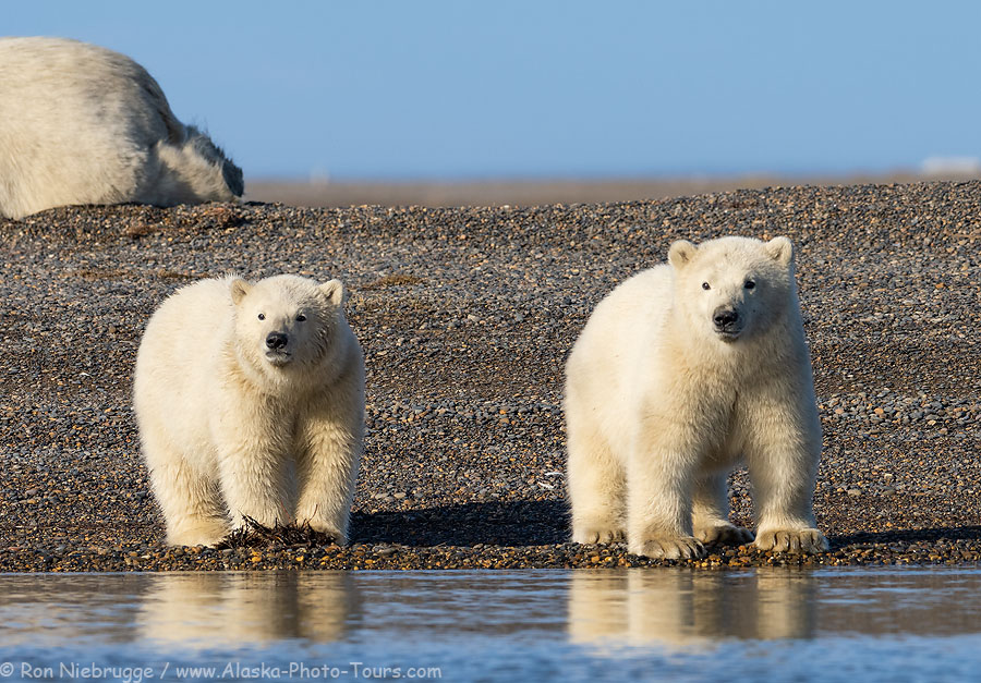 Polar bear cubs.