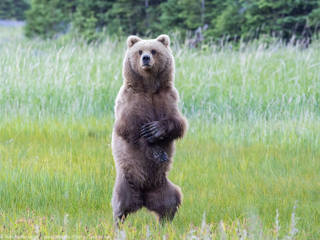 Brown bear, Lake Clark National Park, Alaska.  