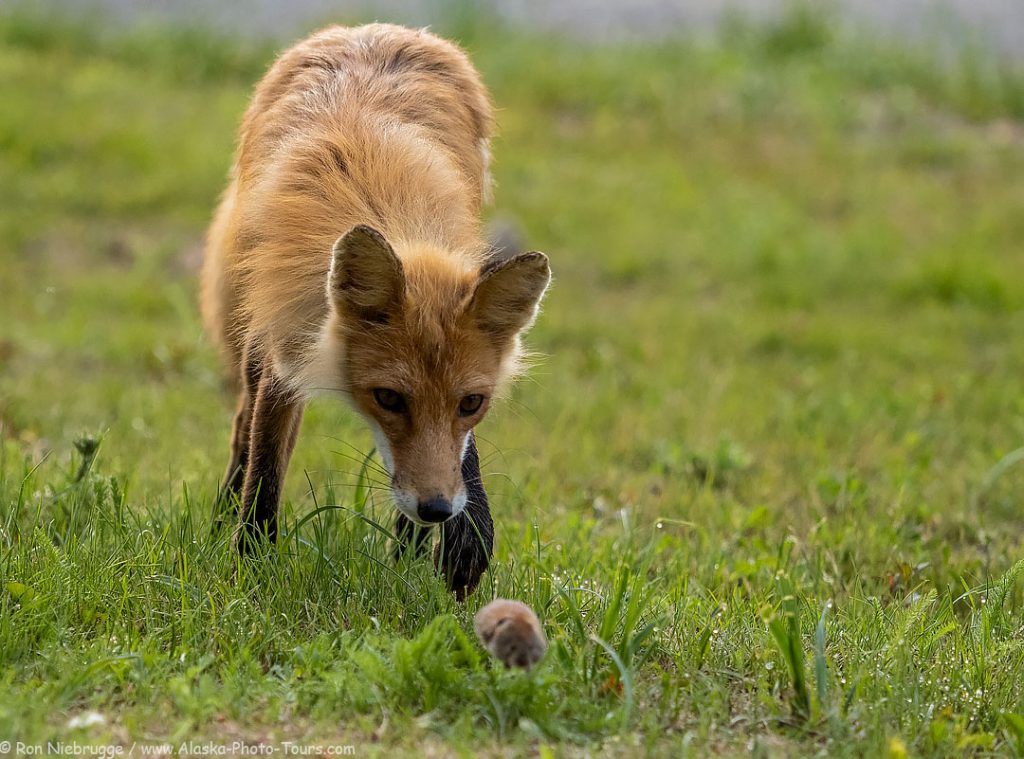 A red fox chasing a small vole, Lake Clark National Park, Alaska. 