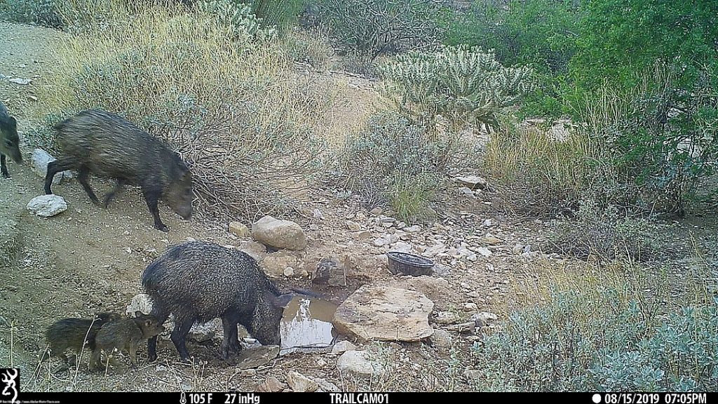 Part of of javelina group with two young. In other photos I saw as many as 3 new ones.