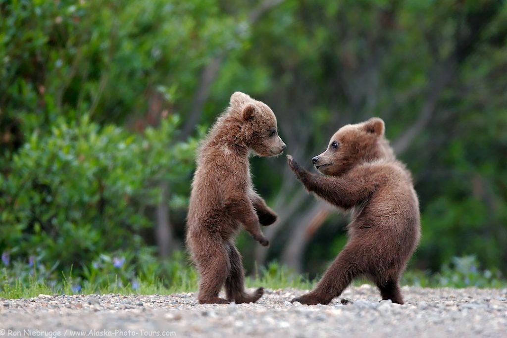 Two brown bear cubs.  