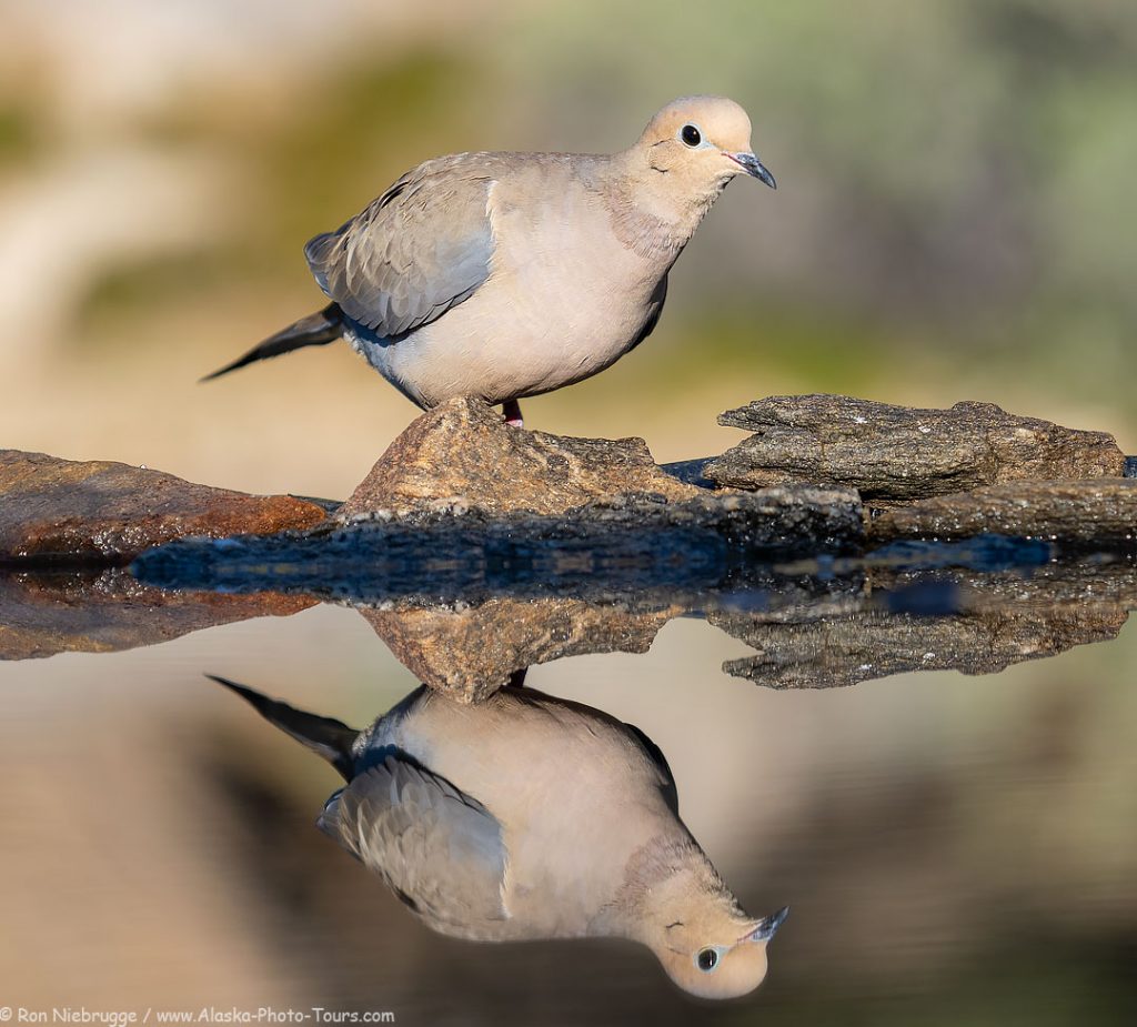 Morning dove, Desert Photo Retreat, near Tucson, Arizona.  