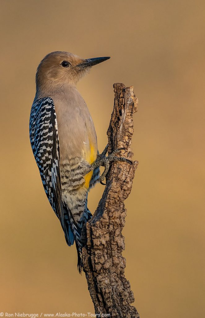 Gila Woodpecker, Desert Photo Retreat, near Tucson, Arizona. 