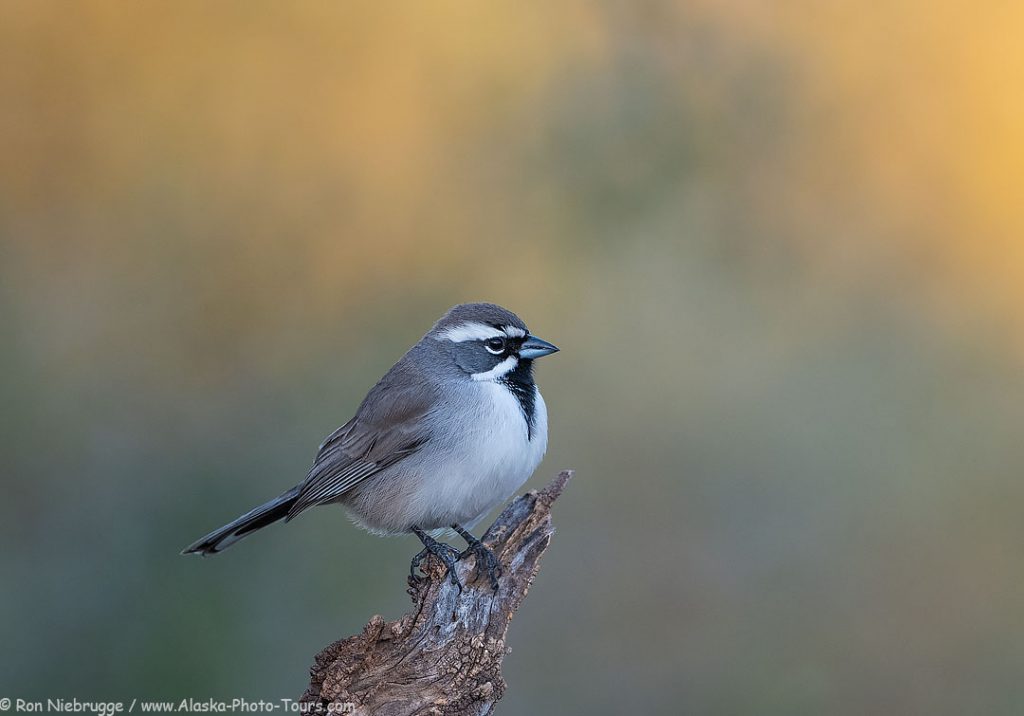 Black-throated sparrow