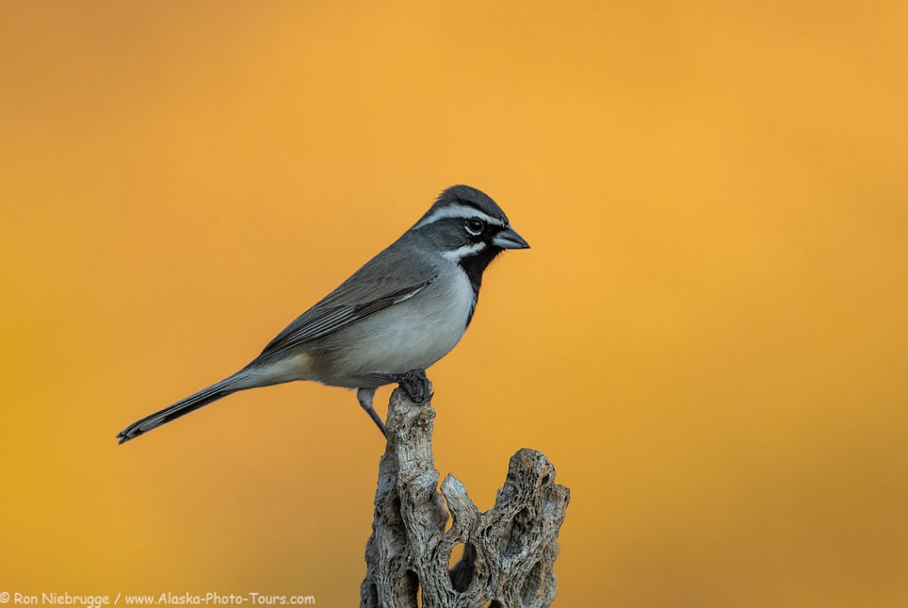 Black-throated sparrow, Desert Photo Retreat, Arizona. 