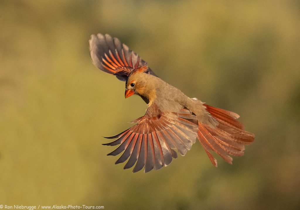 Female cardinal.  