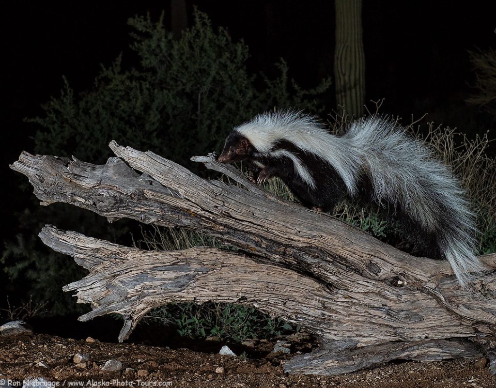 Hooded skunk, Desert Photo Retreat, near Tucson, Arizona.  