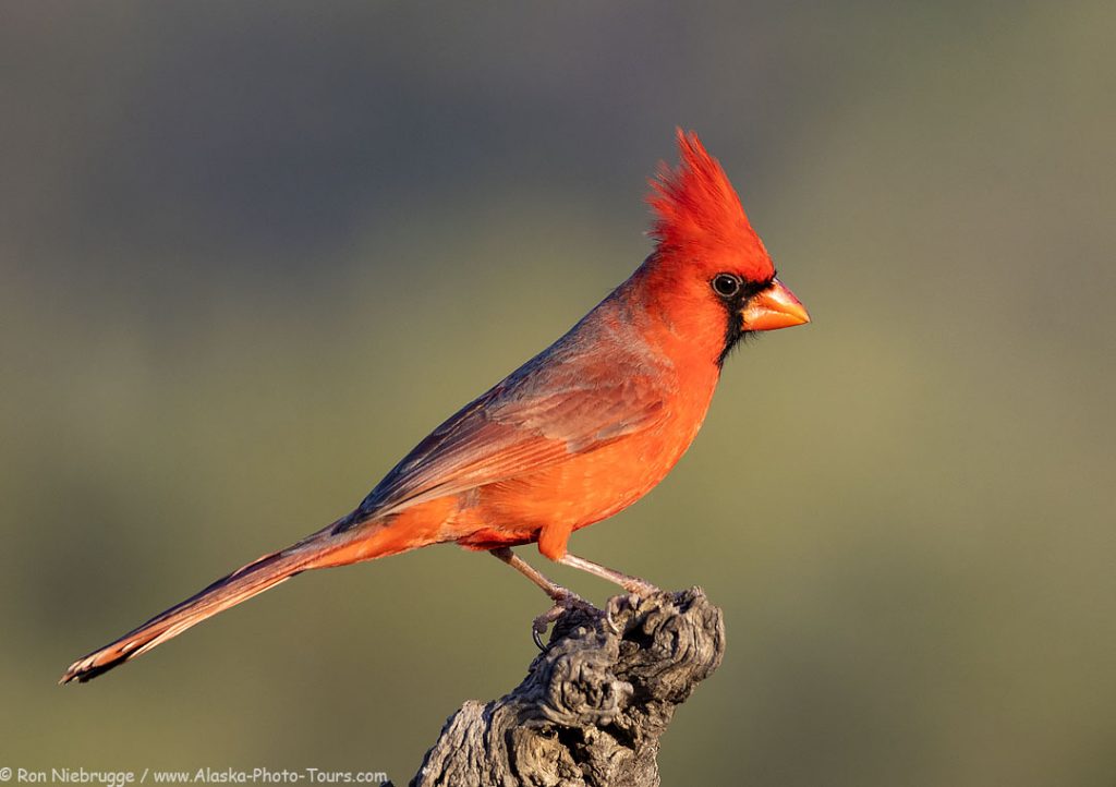 Northern Cardinal, Desert Photo Retreat, Arizona. 